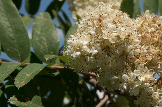 Sorbier des oiseaux - Sorbus aucuparia subsp. aucuparia