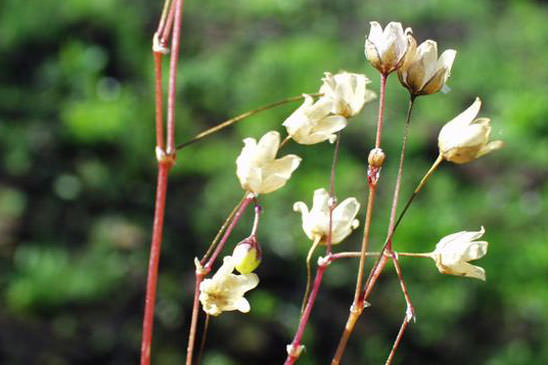 Spargoute à cinq étamines - Spergula pentandra 