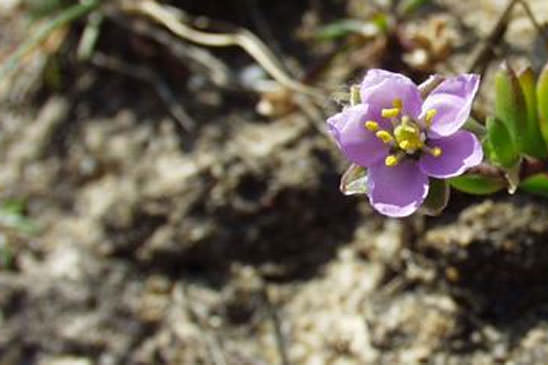 Spergulaire des rochers - Spergula rupicola 