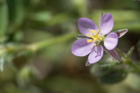 Spergulaire rouge - Spergula rubra 