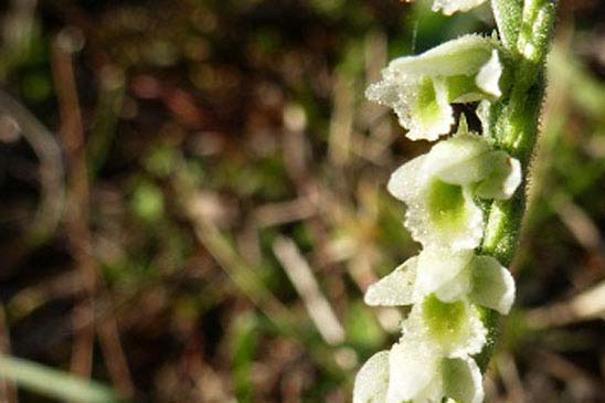 Spiranthe d'automne - Spiranthes spiralis 