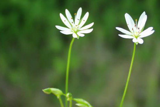 Stellaire à feuilles de graminée - Stellaria graminea 