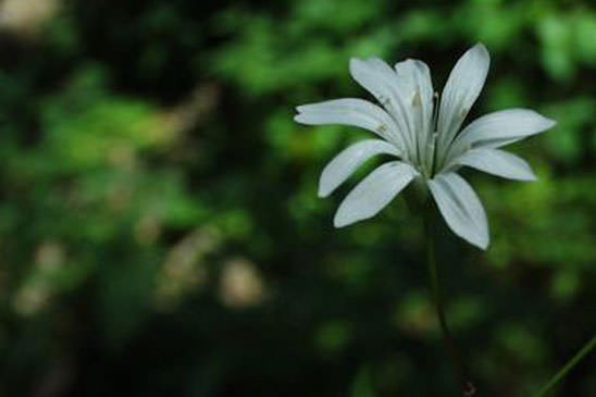 Stellaire à graines barbues - Stellaria nemorum subsp. montana