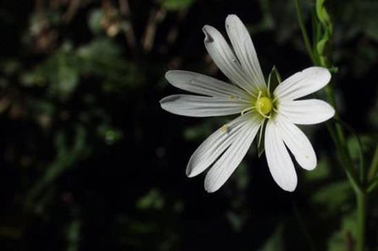 Stellaire holostée - Stellaria holostea 