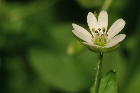 Stellaire négligée - Stellaria neglecta 