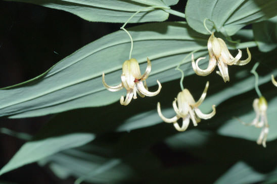 Streptope à feuilles embrassantes - Streptopus amplexifolius 