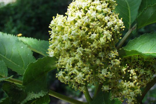 Sureau à grappes - Sambucus racemosa subsp. racemosa