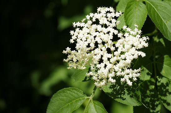 Sureau noir - Sambucus nigra 