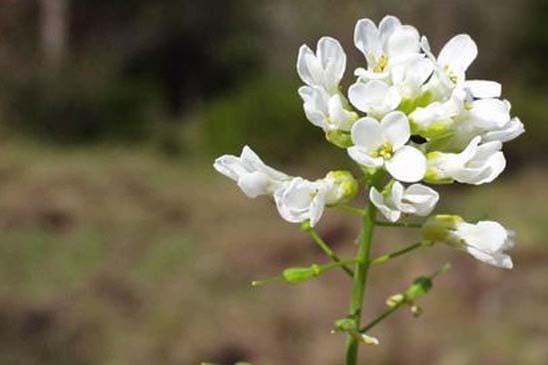 Tabouret des montagnes - Noccaea montana subsp. montana