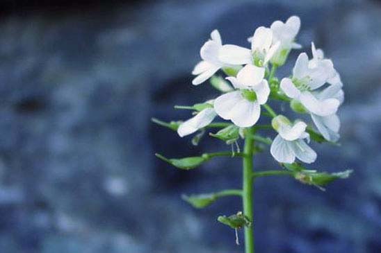 Tabouret du mont Cervin - Noccaea alpestris subsp. sylvium