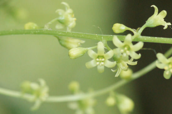 Tamier commun - Dioscorea communis 