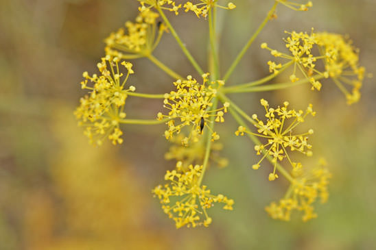 Thapsie velue - Thapsia villosa var. villosa