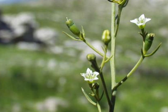 Thésium couché - Thesium humifusum  subsp. humifusum