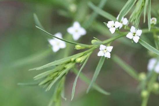 Thésium des Alpes - Thesium alpinum var. alpinum