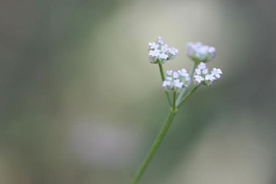 Torilis à feuilles étroites - Torilis leptophylla 