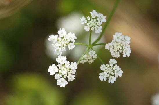 Torilis des champs - Torilis arvensis subsp. arvensis