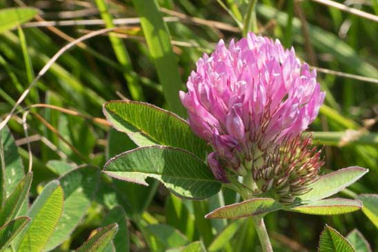 Trèfle alpestre - Trifolium alpestre 