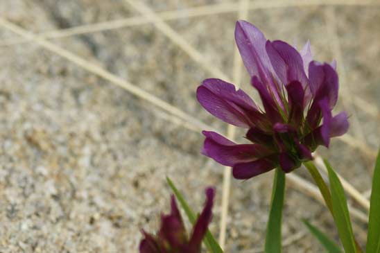 Trèfle alpin - Trifolium alpinum 