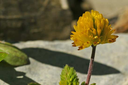 Trèfle bai - Trifolium badium 