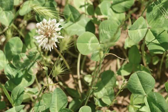 Trèfle blanc - Trifolium repens var. repens