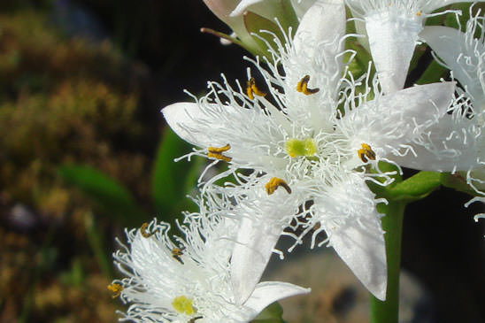 Trèfle d'eau - Menyanthes trifoliata 