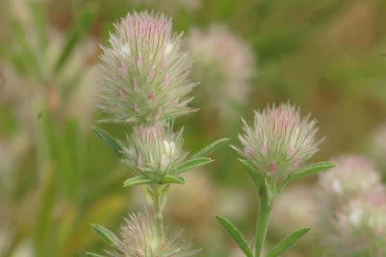 Trèfle des champs - Trifolium arvense var. arvense