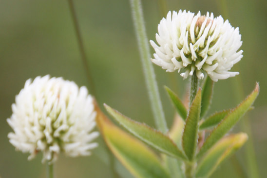 Trèfle des montagnes - Trifolium montanum 