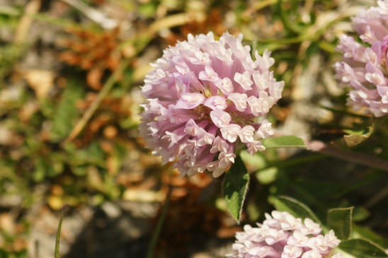 Trèfle des neiges - Trifolium pratense var. villosum