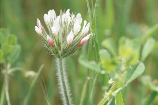 Trèfle étoilé - Trifolium stellatum 