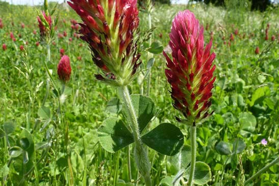 Trèfle incarnat - Trifolium incarnatum var. incarnatum