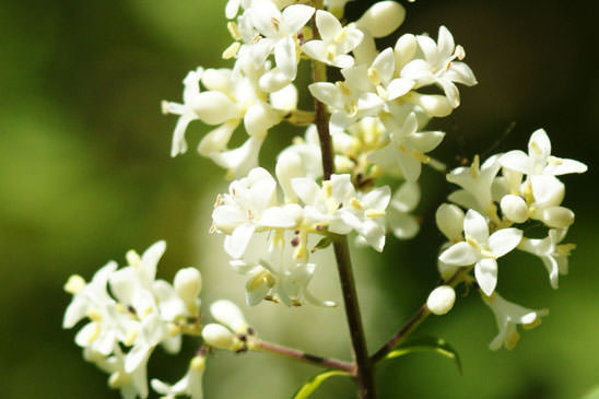 Troène commun - Ligustrum vulgare 