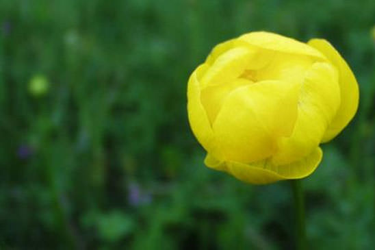 Trolle - Trollius europaeus 