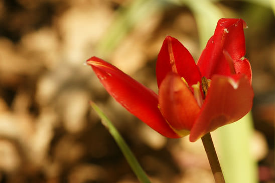 Tulipe précoce - Tulipa raddii 