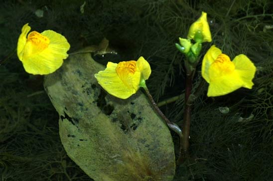 Utriculaire citrine - Utricularia australis 