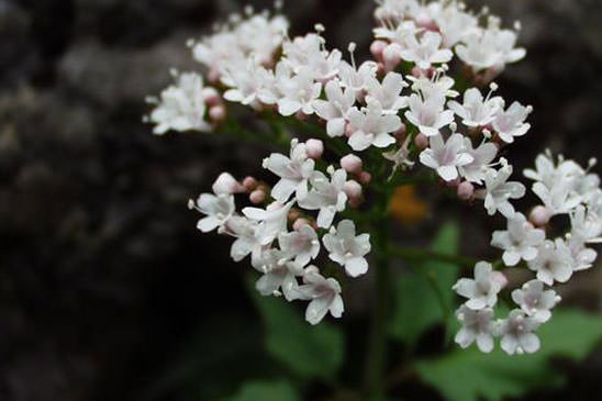 Valériane à feuilles trifides - Valeriana tripteris 