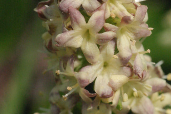 Valériane celte - Valeriana celtica subsp. celtica