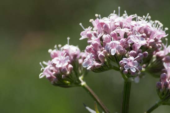 Valériane des collines - Valeriana officinalis subsp. officinalis