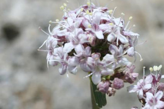 Valériane des débris - Valeriana saliunca 