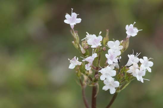 Valériane des montagnes - Valeriana montana 