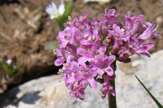 Valériane tubéreuse - Valeriana tuberosa 