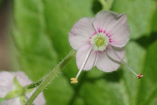 Véronique à feuilles d'Ortie - Veronica urticifolia 