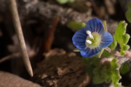 Véronique à feuilles de Lierre - Veronica hederifolia 