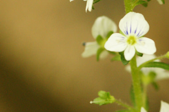 Véronique à feuilles de Serpolet - Veronica serpyllifolia subsp. serpyllifolia