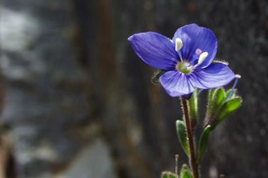 Véronique buissonnante - Veronica fruticans 