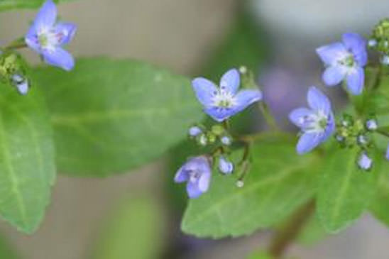 Véronique des ruisseaux - Veronica beccabunga subsp. beccabunga