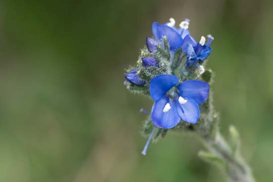 Véronique fausse Pâquerette - Veronica bellidioides 