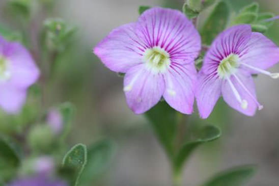 Véronique ligneuse - Veronica fruticulosa 