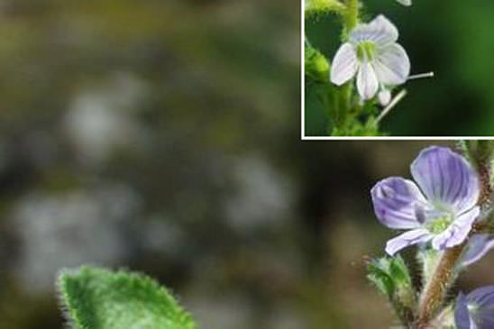 Véronique officinale - Veronica officinalis 