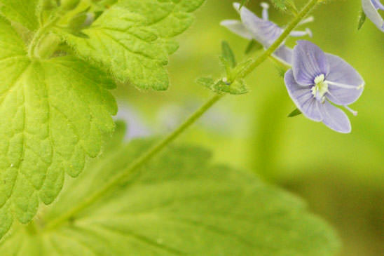 Véronique Petit-chêne - Veronica chamaedrys subsp. chamaedrys