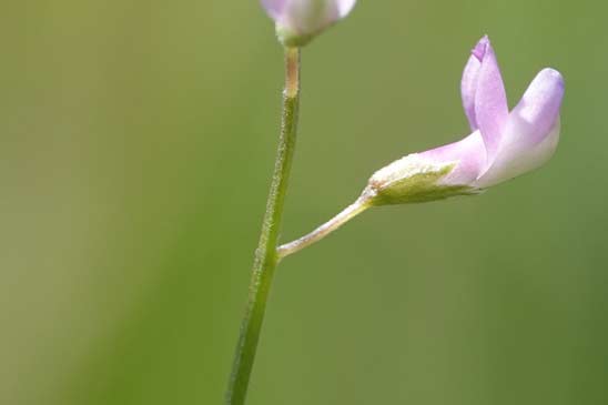 Vesce à fleurs lâches - Ervum gracile 